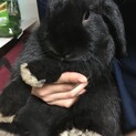 ロップイヤー　１歳半オス　黒ウサギ