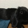 ロップイヤー　１歳半オス　黒ウサギ サムネイル2