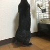 ロップイヤー　１歳半オス　黒ウサギ サムネイル3