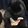 ロップイヤー　１歳半オス　黒ウサギ サムネイル4
