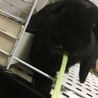 ロップイヤー　１歳半オス　黒ウサギ サムネイル5