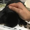 ロップイヤー　１歳半オス　黒ウサギ サムネイル6