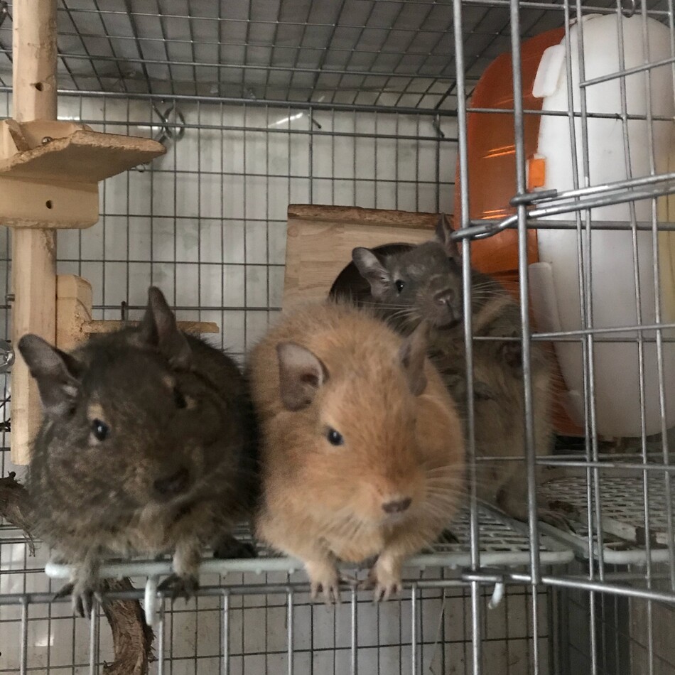 おやビンのカバー写真