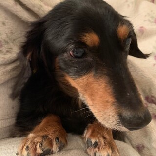 ミニチュアダックスの男の子