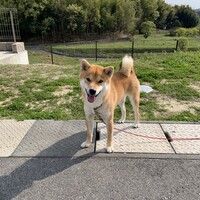 ゆず