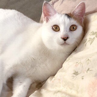 ミケ女っぽくない性格の三毛にゃん