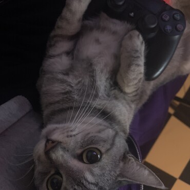 の写真