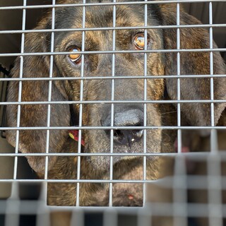 プロットハウンドの女の子、まだ若いハイジ