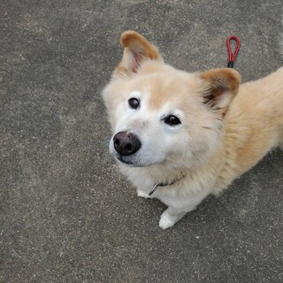 甘えん坊で可愛い男の子です！！