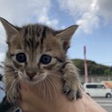 3月に生まれた赤ちゃん9匹います！