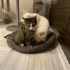 みさんちぇ。さん