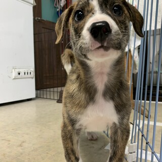 。宮古島来た虎毛仔犬