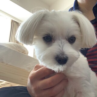 今まで申し込んだ方々に対応するため　一旦停止します