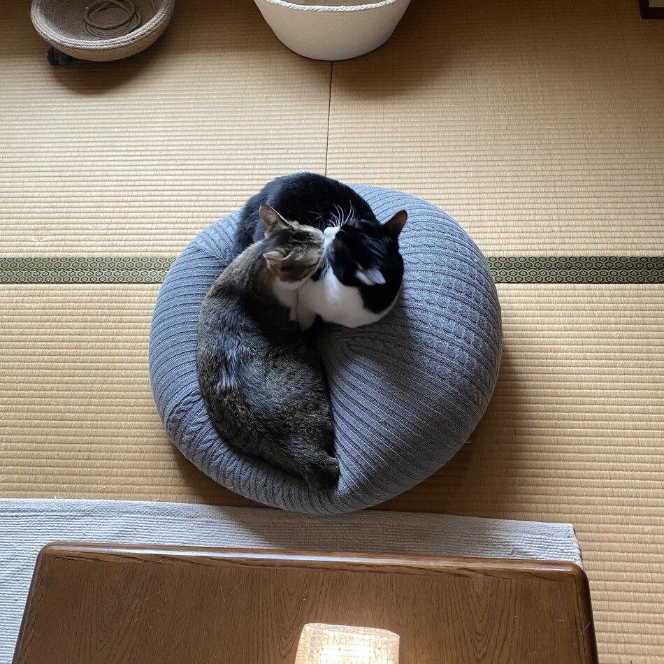 きんたろうのカバー写真