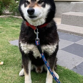 賢い柴犬さんの里親募集