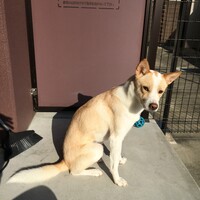 まめ太郎
