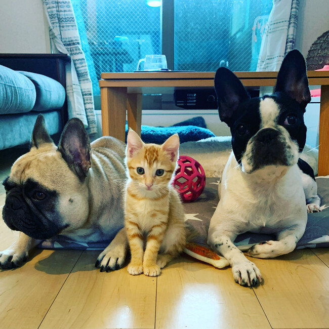 しっぽの幸せのカバー写真