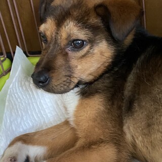 おっとりルイ君の安心出来るお家を探しています