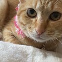 大人しくとっても甘えん坊なフォルトゥーナちゃん