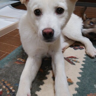 おっとりな瑞輝くん交渉中