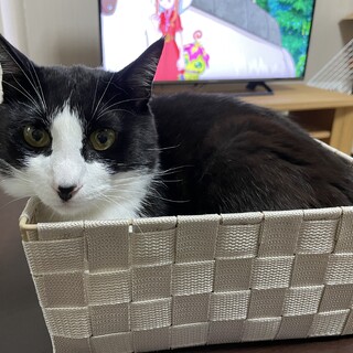 元気いっぱいハチくん♡ 