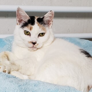 きゃしゃでミステリアスな三毛猫