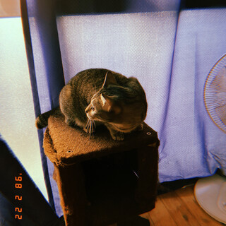 里親探してます。