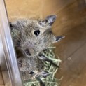 兄弟デグー君