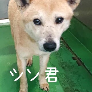 【感謝】繋がります！野犬男子シン君　たち耳薄茶