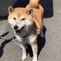 柴犬の春ちゃん