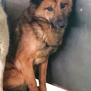 【感謝】繋がります！野犬男子イノッチ君