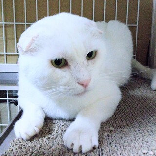 真っ白な耳折れスコティッシュフォールド