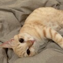 茶トラの♀きなこちゃん