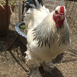 【雄鶏】ライトブラマ　２羽  里親募集