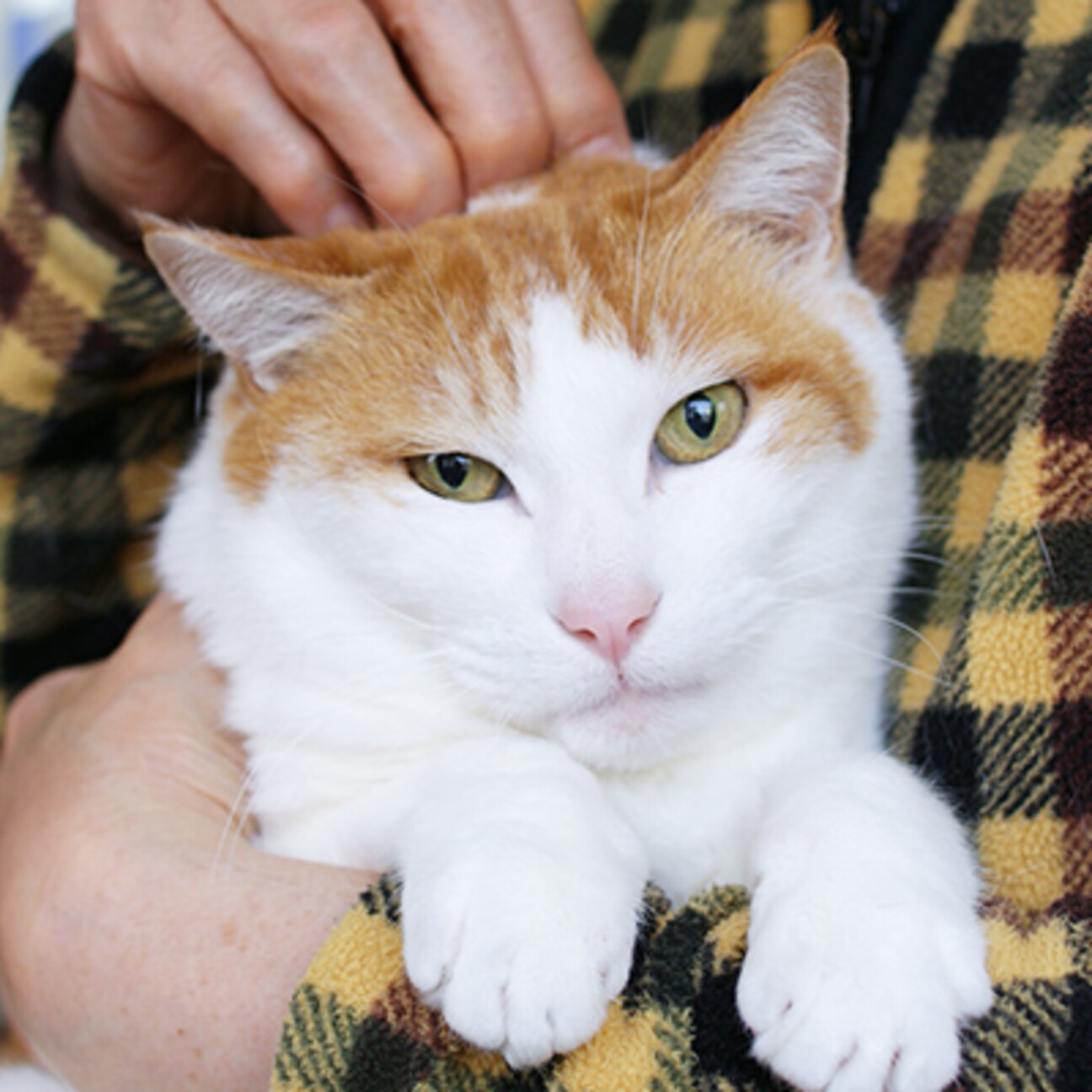 優しく大人しい性格 ちゃちゃ君 神奈川県 猫の里親募集 3590 ペットのおうち 月間利用者150万人