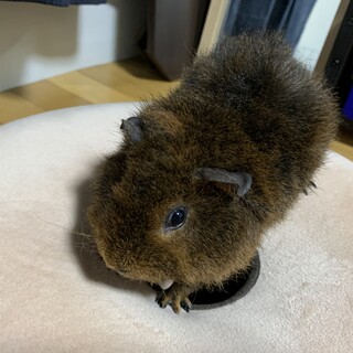 モルモットちゃん里親募集！（テディ）