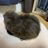 モルモットちゃん里親募集！（テディ） サムネイル2