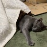 こたつ猫