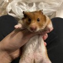 ハムスターの里親募集します。