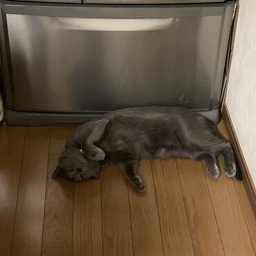 家猫の油断
