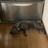 家猫の油断