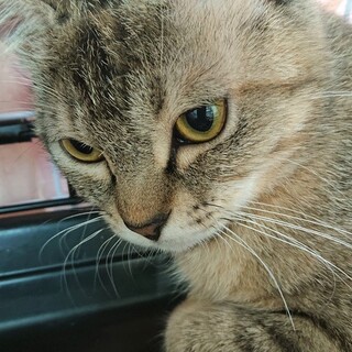 お月さま顔、特徴的な目の女の子「ユリアちゃん」