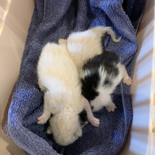 応募が多数来たため1時募集停止します