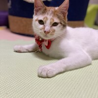 チロル