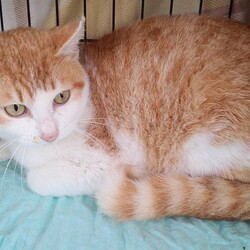 茨城（水戸）にゃんこ里親会