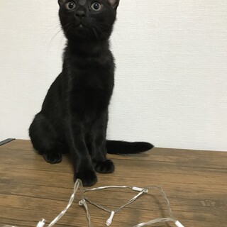 しっぽ長くキレイな優しい子