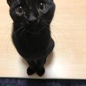 黒かぎしっぽ