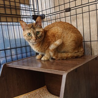 ちょっぴり人見知り　おちゃめなむぎちゃん