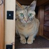 ちょっぴり人見知り　おちゃめなむぎちゃん サムネイル3