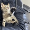 ストラップが好き